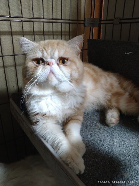 エキゾチックショートヘア【・男の子・2023年4月2日・レッドタビー&amp;ホワイト】