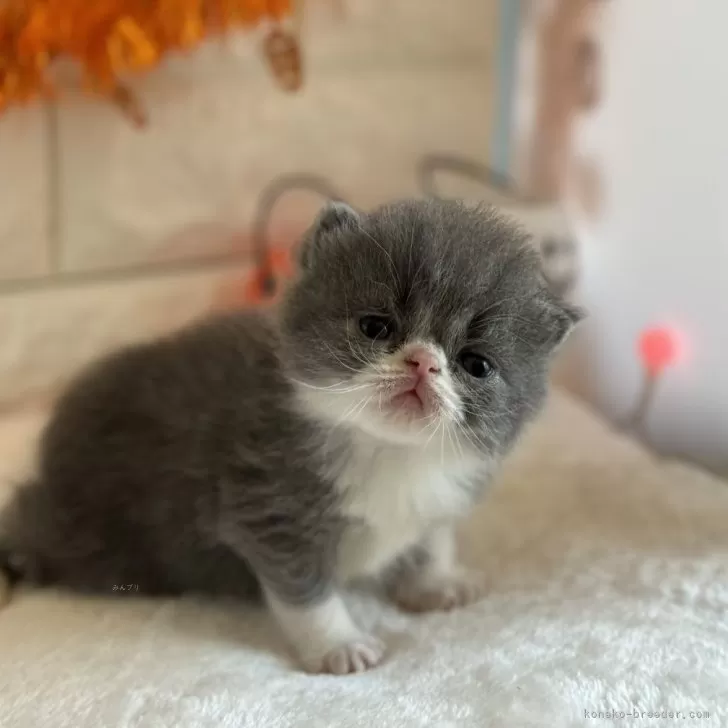 ID：2409-01348の子猫