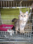 ペルシャ(チンチラ)【・女の子・2022年12月1日・チンチラゴールデン】