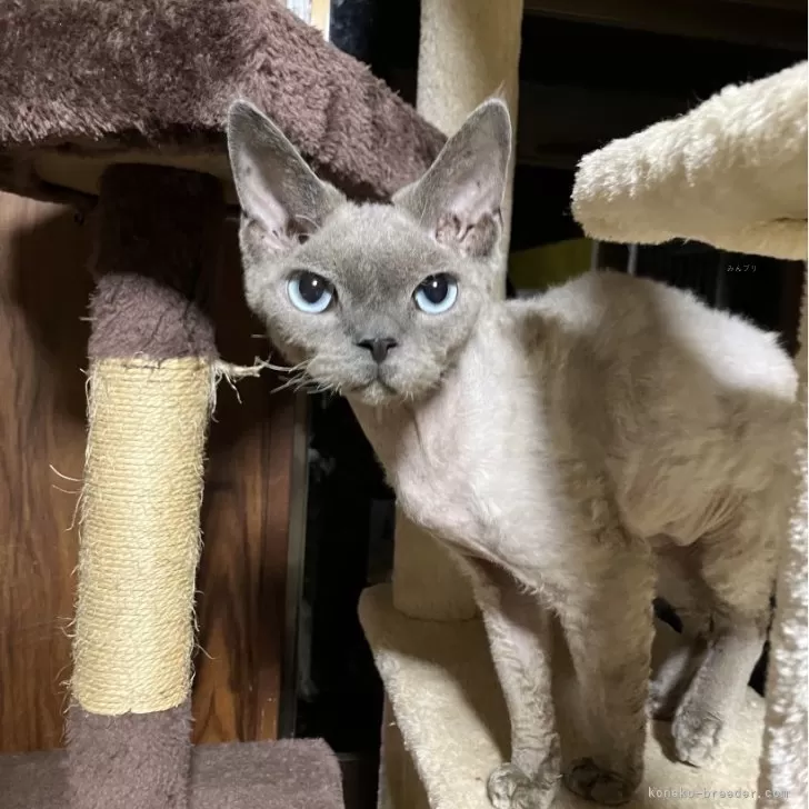 ID：2406-00899の子猫