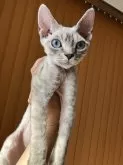 デボンレックス【愛知県・男の子・2024年1月2日・ライラックリンクスポイント】の写真2「ママが小ぶりちゃんです」