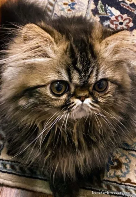 ID:2202-02052の子猫