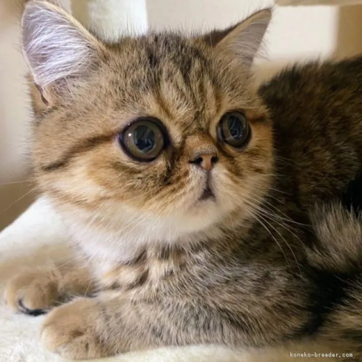 ID:2210-02662の子猫