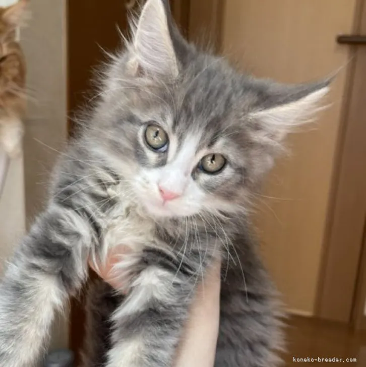 ID:2305-03633の子猫