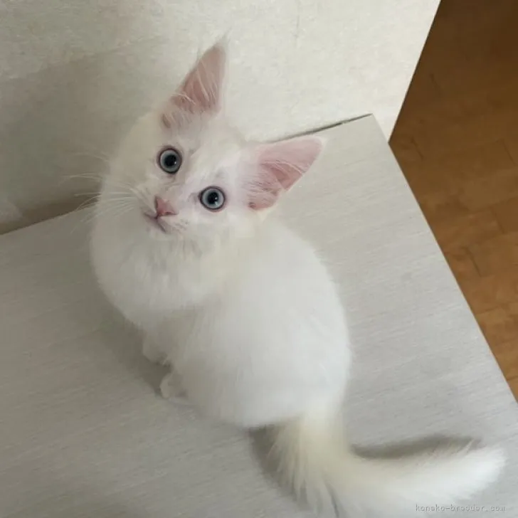 アベ 様のお迎えした子猫