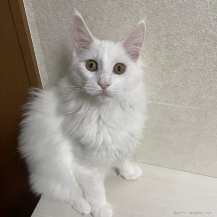 ID：2312-01278の子猫