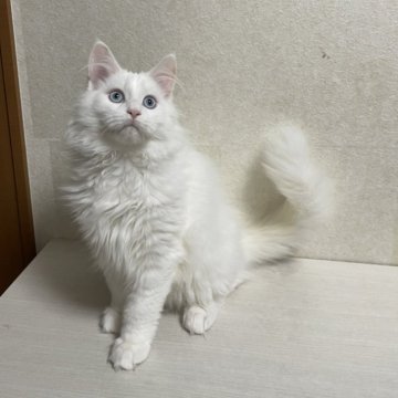 メインクーン【東京都・男の子・2023年9月29日・ホワイトソリッド】の写真「ブルーアイの綺麗な男の子」