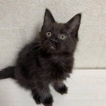 メインクーン【東京都・男の子・2024年1月14日・ブラックソリッド】の写真「大きな男の子」