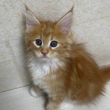 メインクーン【東京都・女の子・2023年5月12日・レッドタビー&ホワイト】の写真「パパはヨーロッパ生まれ」