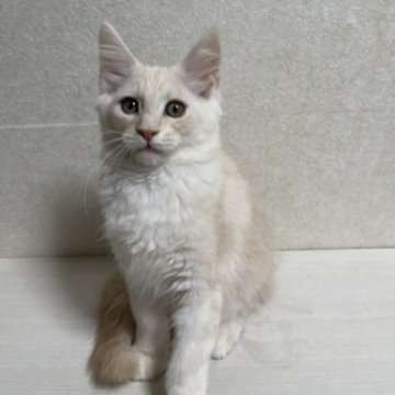 メインクーン【東京都・男の子・2023年8月28日・レッドシルバータビー】の写真「パパは世界チャンピオン直子、その息子は大きい仔猫」