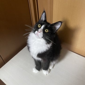 メインクーン【東京都・女の子・2024年7月1日・ブラック&ホワイト】の写真「のんびり屋さんな女の子」