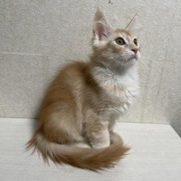 メインクーン【東京都・男の子・2023年8月28日・レッドタビー&ホワイト】の写真「パパは、世界チャンピオンの息子」