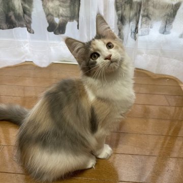 メインクーン【東京都・女の子・2024年4月29日・ダイリュートキャリコ】の写真「綺麗なカラーの女の子」