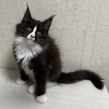 メインクーン【東京都・女の子・2023年9月29日・ブラック&ホワイト】の写真「性格の良い女の子です。」