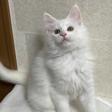 メインクーン【東京都・男の子・2023年9月29日・ホワイトソリッド】の写真「将来楽しみな男の子です」