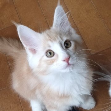 メインクーン【東京都・男の子・2023年6月21日・レッドシルバータビー】の写真「パパは、ヨーロッパ生まれ」