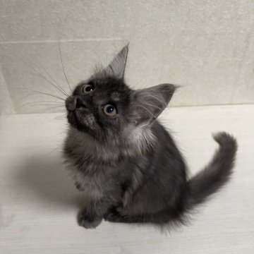 メインクーン【東京都・女の子・2024年3月4日・ブラックスモーク】の写真「可愛らしい女の子です！」