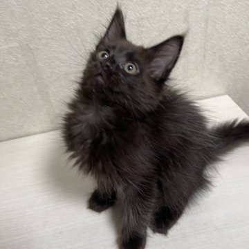 メインクーン【東京都・男の子・2024年1月14日・ブラックソリッド】の写真「甘えん坊な男の子です！」