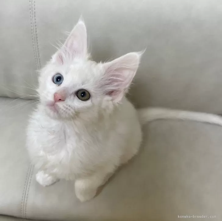 Y.Ｉ 様のお迎えした子猫
