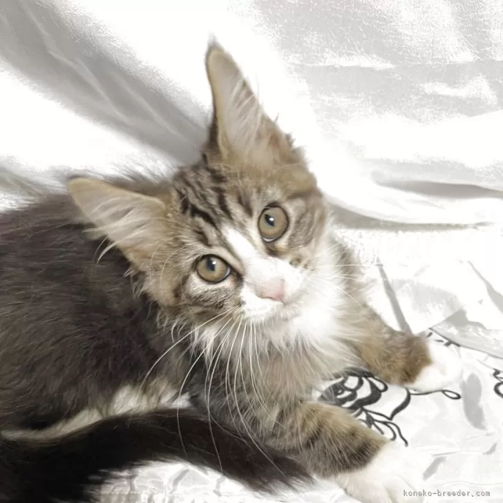 メインクーン【東京都・女の子・2025年8月10日・ブラウンタビー】の写真1「体重1.1キロ」