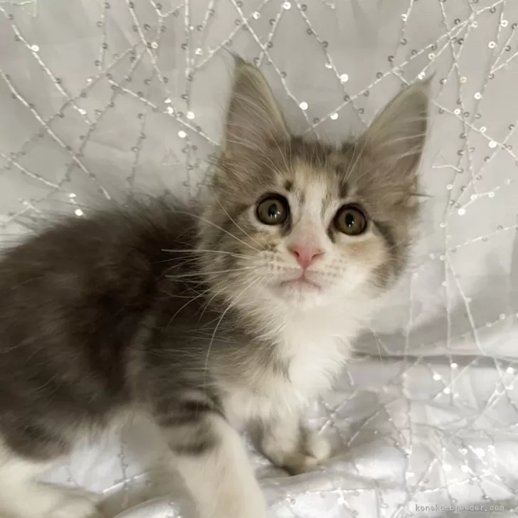 ID：2510-01058の子猫