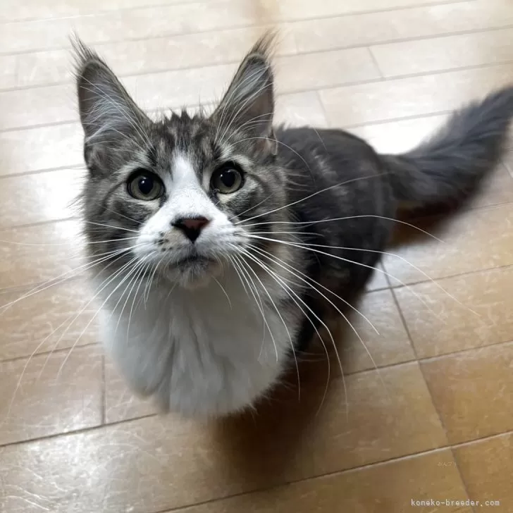 メインクーン【東京都・男の子・2025年5月9日・ブラウンタビー】の写真1「体重3,8」