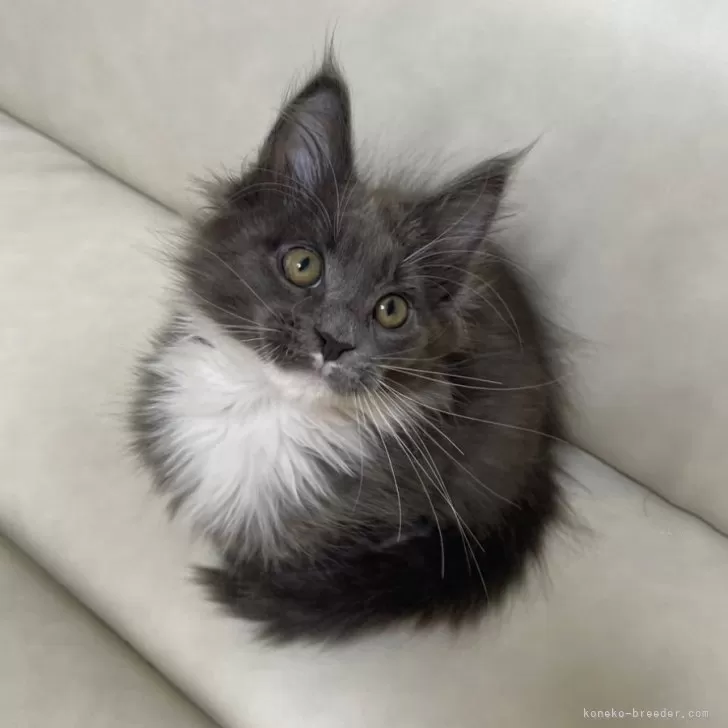 ID:2502-00604の子猫