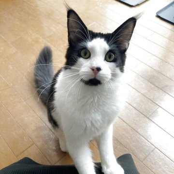 メインクーン【東京都・男の子・2025年3月30日・ブラック&ホワイト】の写真「甘えん坊くん」