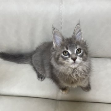 メインクーン【東京都・女の子・2024年11月21日・シルバータビー】の写真「可愛らしい女の子」