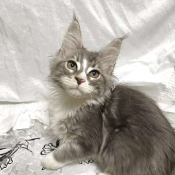 メインクーン【東京都・男の子・2025年8月10日・シルバータビー】の写真「元気な男の子」