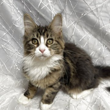 メインクーン【東京都・女の子・2025年8月10日・ブラウンタビー】の写真「綺麗なハチワレの女の子」