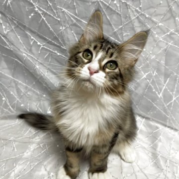 メインクーン【東京都・男の子・2025年8月10日・ブラウンタビー】の写真「甘えん坊くん」