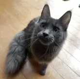メインクーン