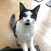 メインクーン