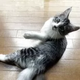 メインクーン【東京都・女の子・2025年5月9日・シルバータビー】の写真2