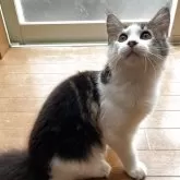 メインクーン【東京都・女の子・2025年5月9日・ブラウンタビー】の写真5