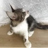 メインクーン【東京都・男の子・2025年5月9日・ブラウンタビー】の写真5