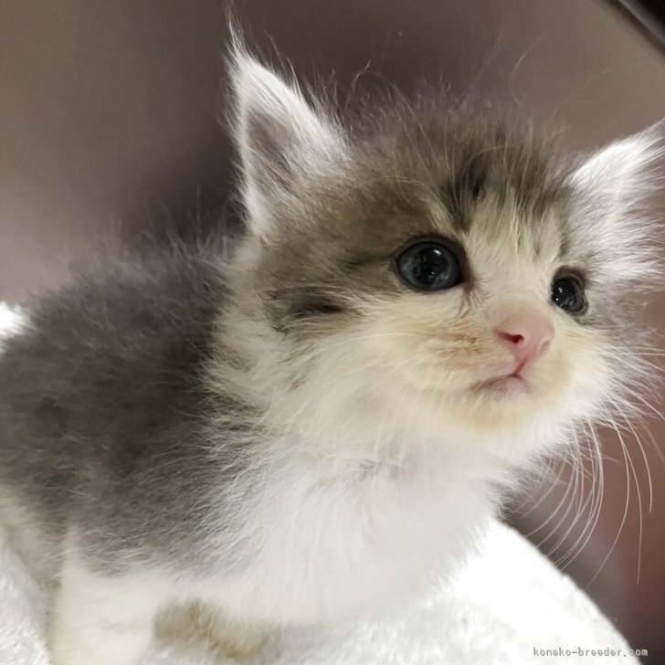 ブリーダー画像