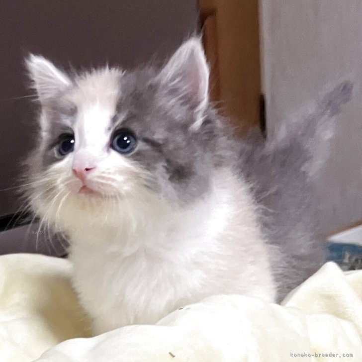 ノルウェージャンフォレストキャット【広島県・女の子・2025年8