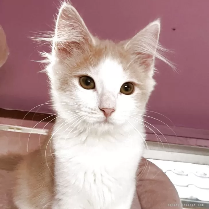 ノルウェージャンフォレストキャット【広島県・男の子・2025年8月4日・ホワイト&amp;クリームクラシックタビー】の写真1「成長しました。」