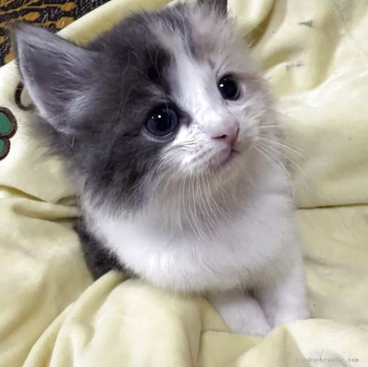 ID：2508-01551の子猫