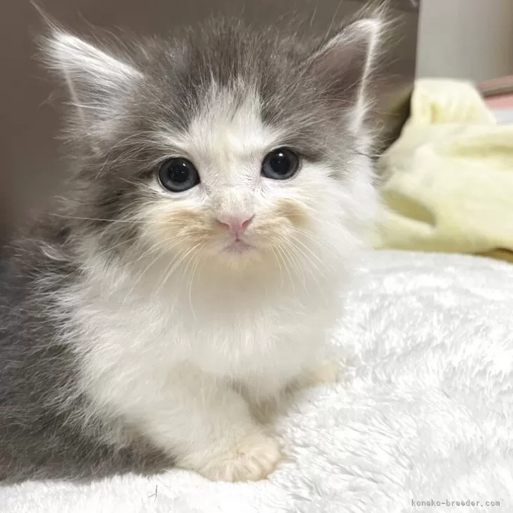 ID：2509-01506の子猫