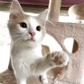 ノルウェージャンフォレストキャット【広島県・男の子・2025年8月4日・ホワイト&クリームクラシックタビー】の写真4