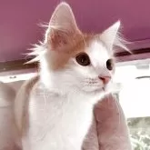 ノルウェージャンフォレストキャット【広島県・男の子・2025年8月4日・ホワイト&クリームクラシックタビー】の写真5