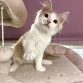 ノルウェージャンフォレストキャット【広島県・男の子・2025年8月4日・ホワイト&クリームクラシックタビー】の写真6