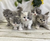 石川　竜也(いしかわ　たつや)ブリーダー(千葉県・サイベリアンなど・KCC登録)の紹介写真1