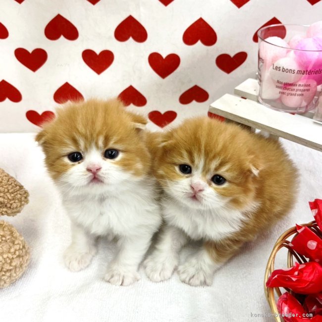 石川　竜也(いしかわ　たつや)ブリーダー(千葉県・サイベリアンなど・KCC登録)の紹介写真2