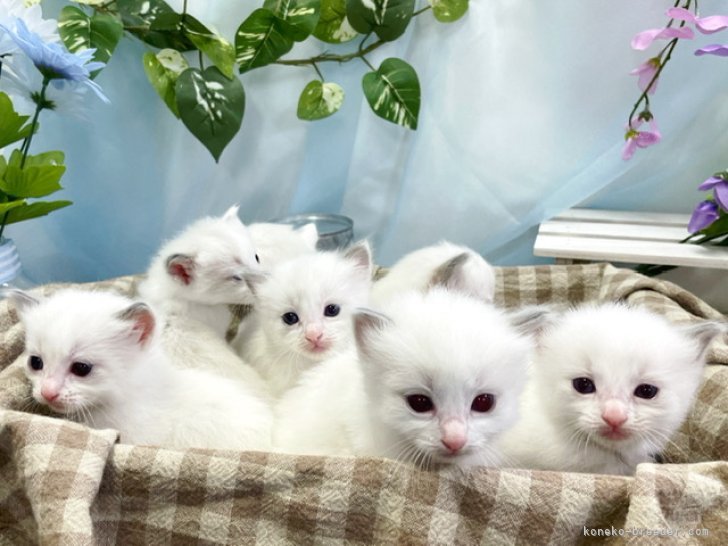 石川　竜也(いしかわ　たつや)ブリーダー(千葉県・サイベリアンなど・KCC登録)の紹介写真3