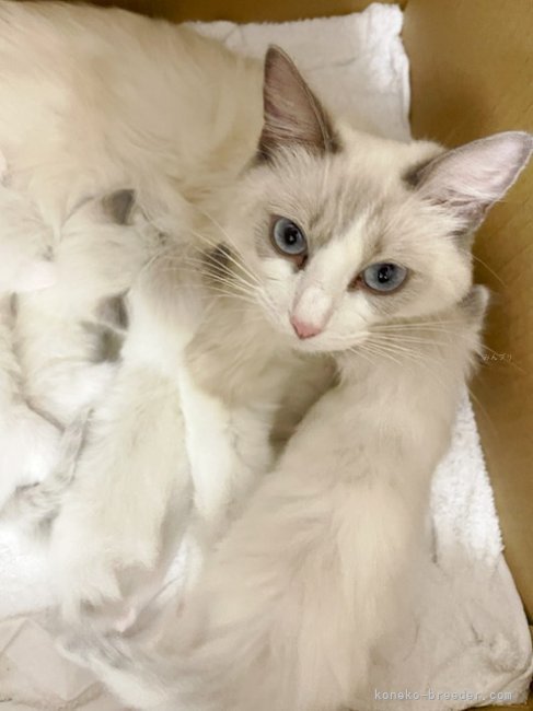 石川　竜也(いしかわ　たつや)ブリーダー(千葉県・サイベリアンなど・KCC登録)の紹介写真5