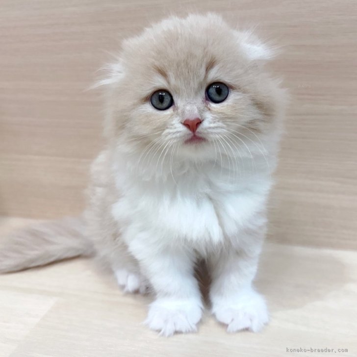 ブリーダー画像